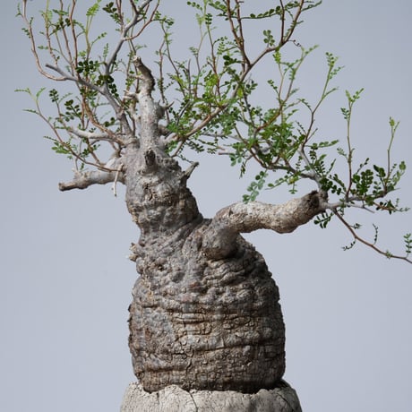Operculicarya  pachypus 【発根済み】× 中根 楽   〈幹幅13.2cm〉