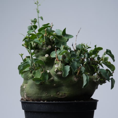 Adenia spinosa 〈幹幅15.4cm〉【発根済み】