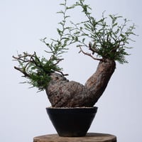 Operculicarya  pachypus 【発根済み】〈幹幅22.5cm〉