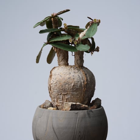 euphorbia primulifolia × 中川智治   【発根済み】〈幹幅7.4cm〉