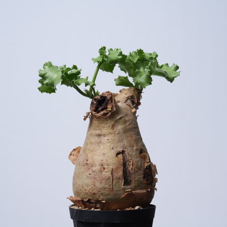 Cyphostemma uter var. macropus【発根済み】（幹幅11.3cm）