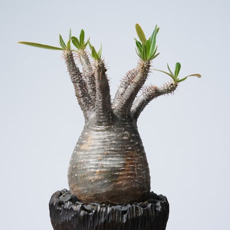 Pachypodium rosulatum var. gracilius × 中川智治   【発根済み】〈幹幅9.8cm〉