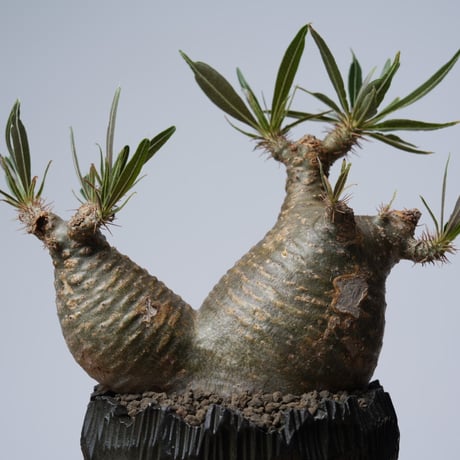 Pachypodium rosulatum var. gracilius × 中川智治   【発根済み】〈幹幅11.2cm〉