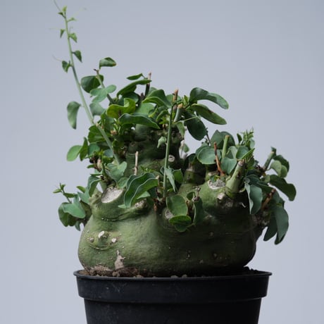Adenia spinosa 〈幹幅15.4cm〉【発根済み】