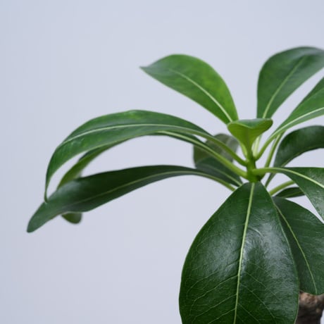 Pachypodium decaryi  【実生】〈幹幅3.7cm〉