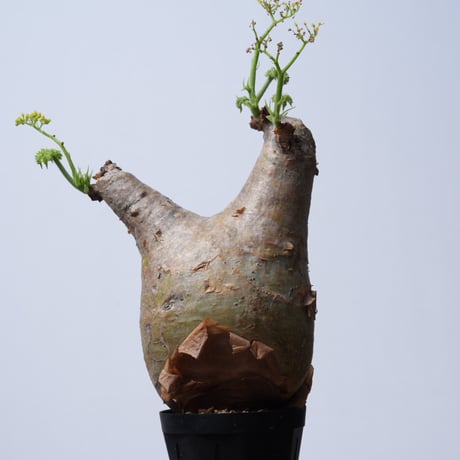 Cyphostemma uter var. macropus【発根済み】（幹幅10.2cm）