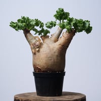 Cyphostemma uter var. macropus【発根済み】（幹幅15.2cm）