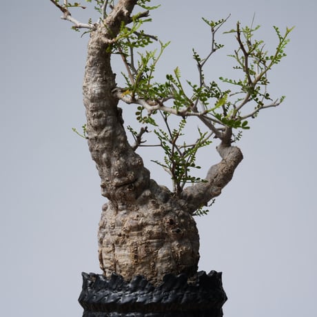 Operculicarya  pachypus 【発根済み】× 中川智治   〈幹幅8.2cm〉