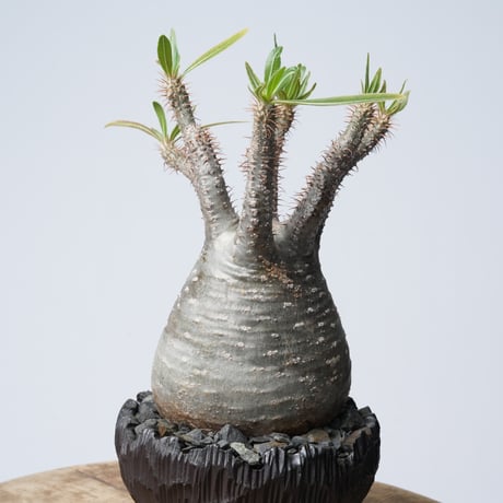 Pachypodium rosulatum var. gracilius × 中川智治   【発根済み】〈幹幅9.8cm〉