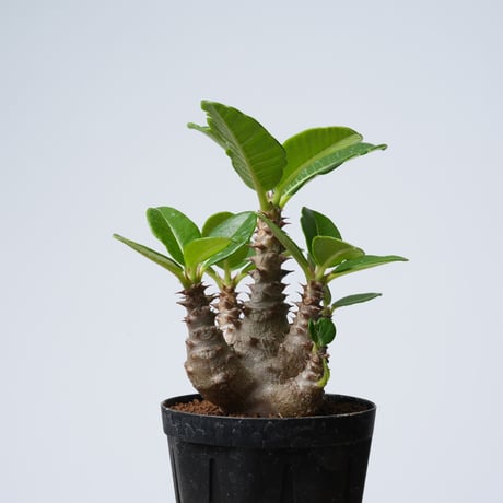 Pachypodium baronii var.windsorii 実生【発根済み】〈幹幅6.1cm〉
