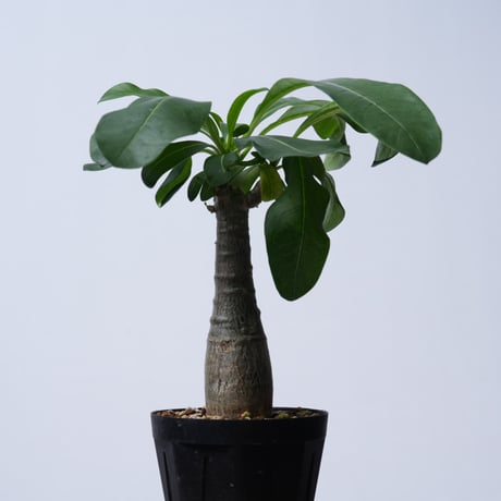 Pachypodium decaryi  【実生】〈幹幅3.5cm〉