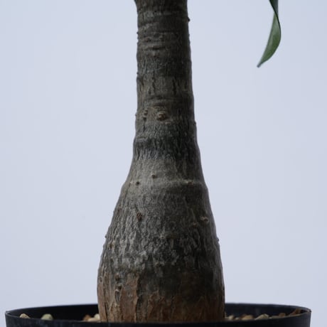 Pachypodium decaryi  【実生】〈幹幅3.7cm〉