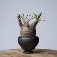 Pachypodium rosulatum var. gracilius × 中川智治   【発根済み】〈幹幅6.9cm〉