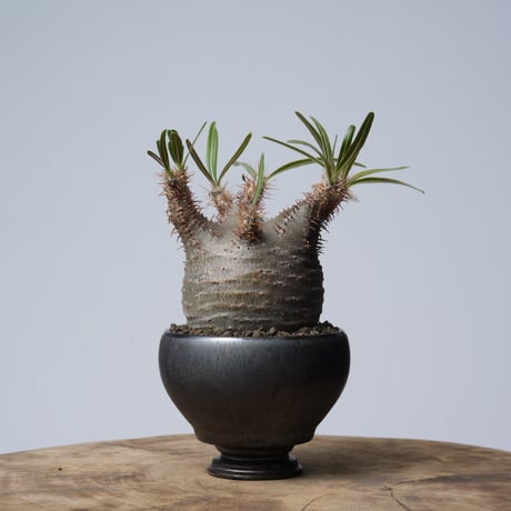 Pachypodium rosulatum var. gracilius × 中川智治   【発根済み】〈幹幅6.9cm〉