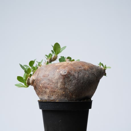 Pachypodium makayense【発根済み】〈幹幅12.9cm〉