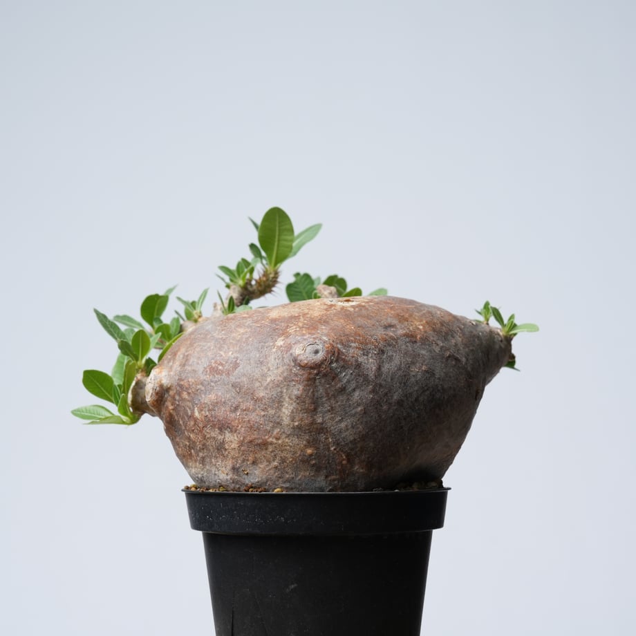 6a62014d7c8691687aa9806e