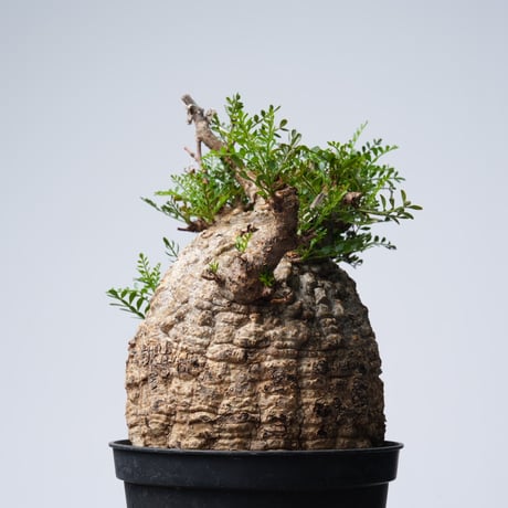 Operculicarya  pachypus 【発根済み】〈幹幅14.2cm〉