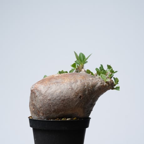 Pachypodium makayense【発根済み】〈幹幅12.9cm〉