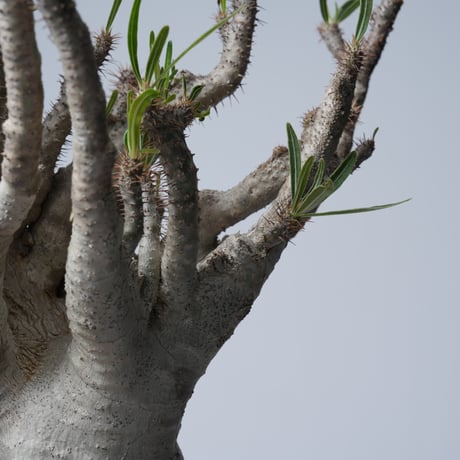 Pachypodium rosulatum var. gracilius 綴化   【発根済み】〈幹幅15.7cm〉