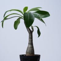 Pachypodium decaryi  【実生】〈幹幅3.7cm〉