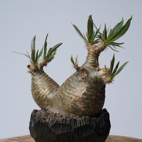 Pachypodium rosulatum var. gracilius × 中川智治   【発根済み】〈幹幅11.2cm〉