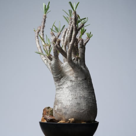 Pachypodium rosulatum var. gracilius 綴化   【発根済み】〈幹幅15.7cm〉