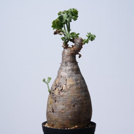Cyphostemma uter var. macropus【発根済み】（幹幅11.2cm）