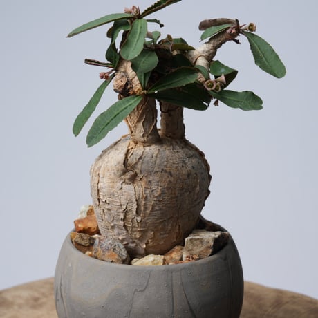 euphorbia primulifolia × 中川智治   【発根済み】〈幹幅7.4cm〉