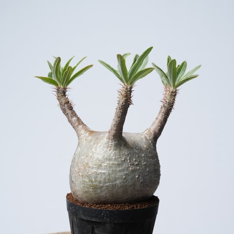 Pachypodium rosulatum var. gracilius   【発根済み】〈幹幅8.6cm〉