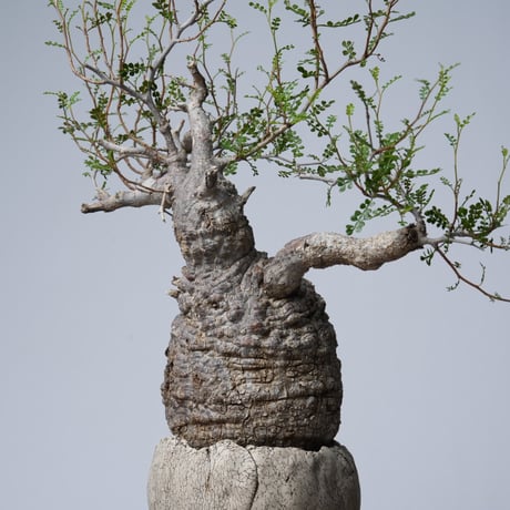 Operculicarya  pachypus 【発根済み】× 中根 楽   〈幹幅13.2cm〉