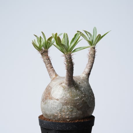 Pachypodium rosulatum var. gracilius   【発根済み】〈幹幅8.6cm〉