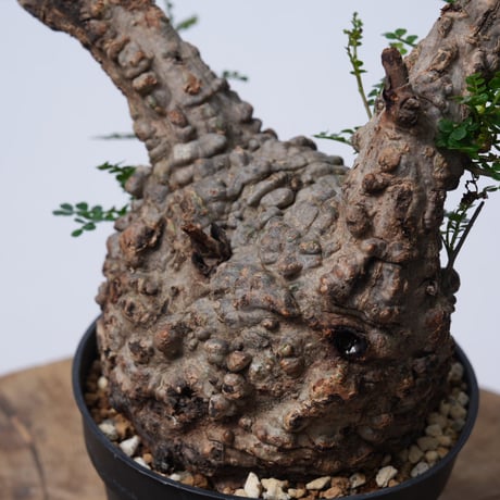 Operculicarya  pachypus 【発根済み】〈幹幅10.7cm〉