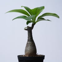 Pachypodium decaryi  【実生】〈幹幅4.6cm〉