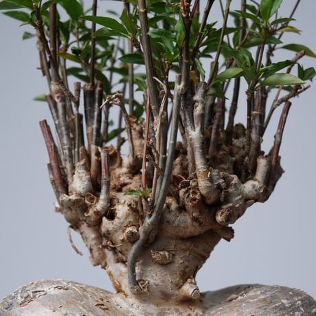 Euphorbia mahabobokensis【発根済み】〈幹幅17.1cm〉