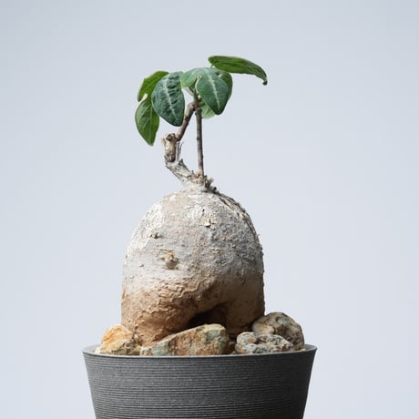 Adenia metamorpha【発根済み】（幹幅9.5cm)