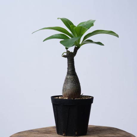 Pachypodium decaryi  【実生】〈幹幅4.6cm〉