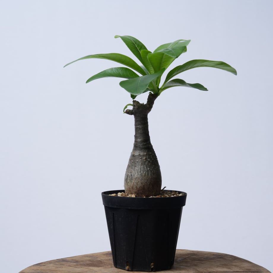 6ab635994e1d4ab141fc27ff