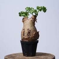 Cyphostemma uter var. macropus【発根済み】（幹幅11.3cm）