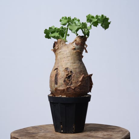 Cyphostemma uter var. macropus【発根済み】（幹幅11.3cm）