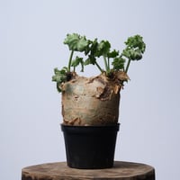 Cyphostemma uter var. macropus【発根済み】（幹幅14.0cm）