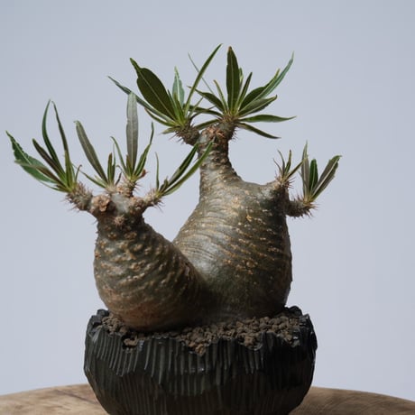 Pachypodium rosulatum var. gracilius × 中川智治   【発根済み】〈幹幅11.2cm〉