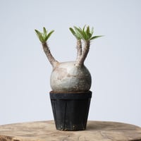 Pachypodium rosulatum var. gracilius   【発根済み】〈幹幅8.6cm〉