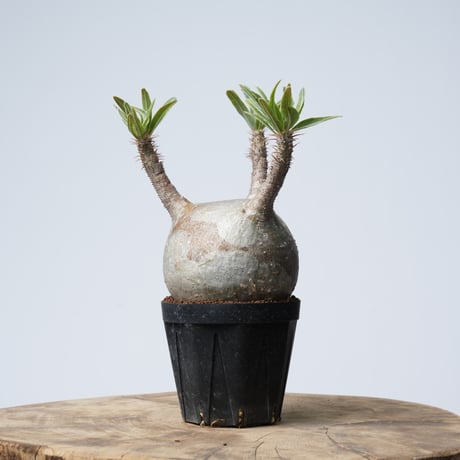 Pachypodium rosulatum var. gracilius   【発根済み】〈幹幅8.6cm〉