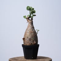 Cyphostemma uter var. macropus【発根済み】（幹幅11.2cm）