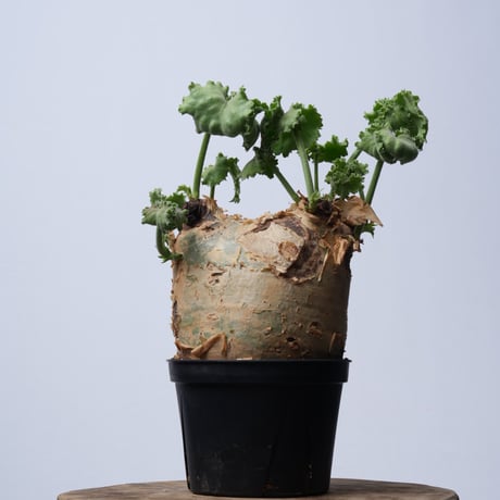 Cyphostemma uter var. macropus【発根済み】（幹幅14.0cm）