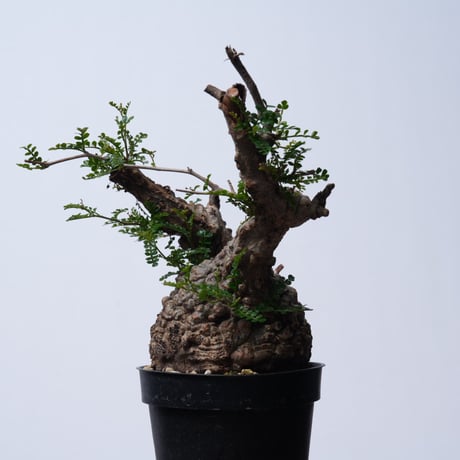Operculicarya  pachypus 【発根済み】〈幹幅10.7cm〉
