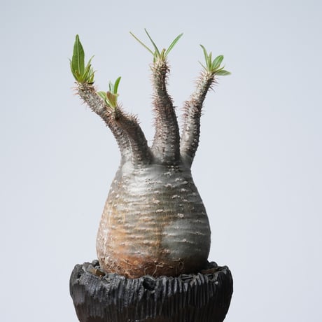 Pachypodium rosulatum var. gracilius × 中川智治   【発根済み】〈幹幅9.8cm〉