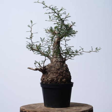 Operculicarya  pachypus 【発根済み】〈幹幅14.2cm〉
