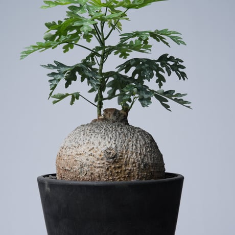 Adenia metamorpha【発根済み】〈幹幅13.2cm〉