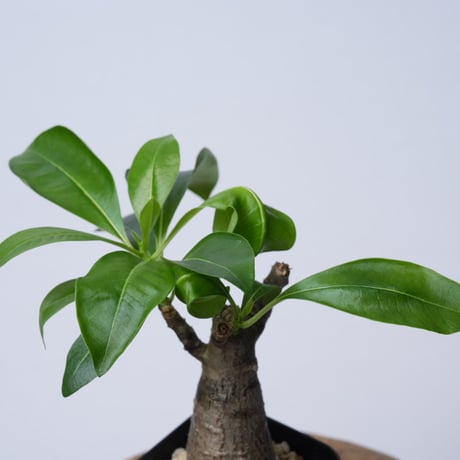 Pachypodium decaryi  【実生】〈幹幅4.9cm〉